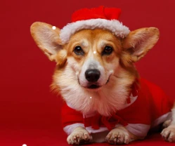 Vind et gavekort på 2.500 kr. til Maxi Zoo